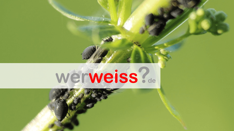 Was tun gegen Blattläuse? | werweiss.de