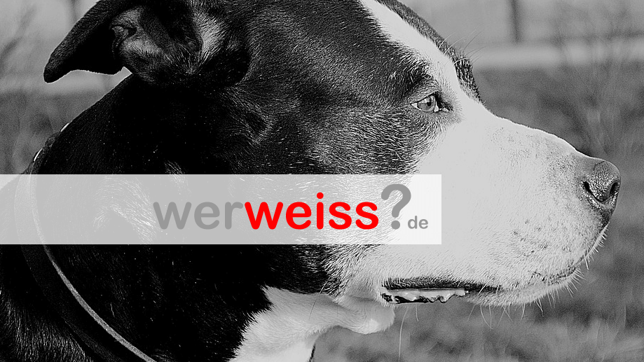 Welche Hunderassen sind in Deutschland verboten?