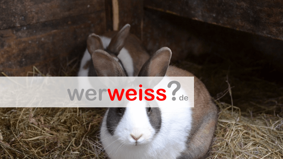 Kaninchen füttern  - Heu oder Gras im Sommer?