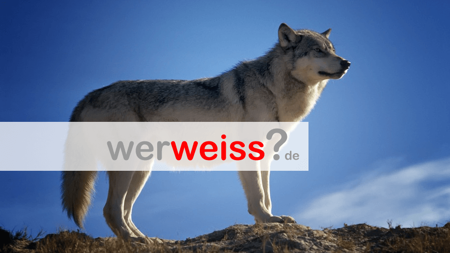 Wie gefährlich sind Wölfe?